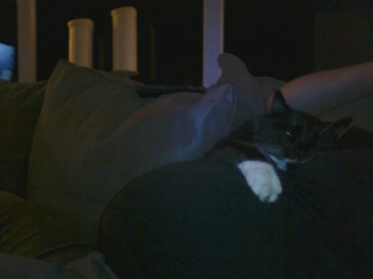 Blanding af racer Rumle billede 14