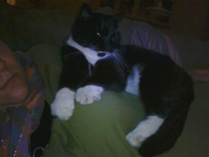 Blanding af racer Rumle - hvis du vil have den bedste plads må du flytte katten først:-) billede 15