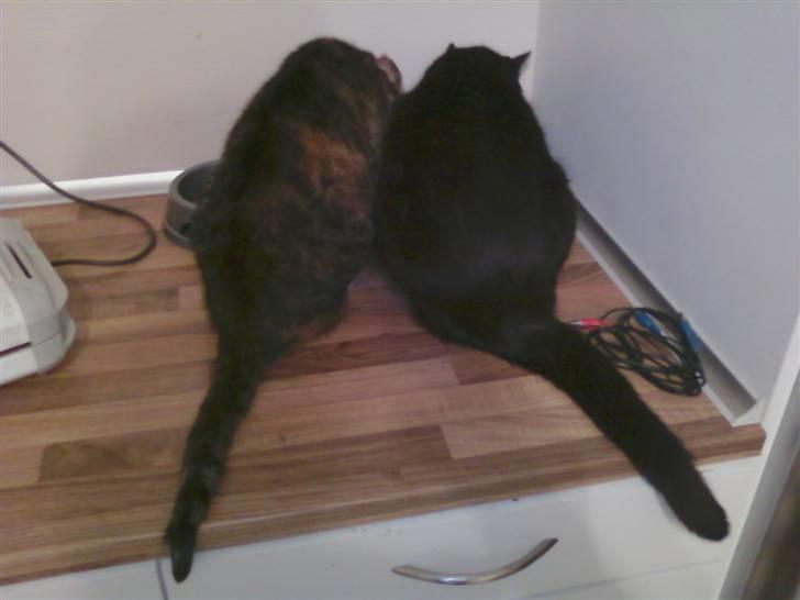 Blanding af racer Rumle - der sad to katte på et bord, kritte vitte vit bom bom:-) billede 16