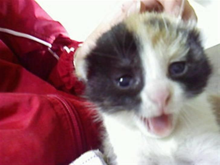 Blanding af racer Ac<3 - Ac som lille killing:D billede 1