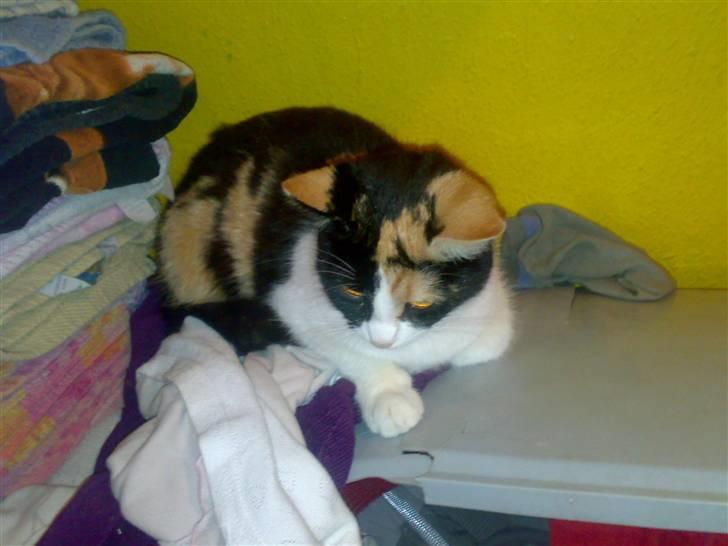 Blanding af racer Ac<3 - Altid en lur i nu og næ:) billede 2