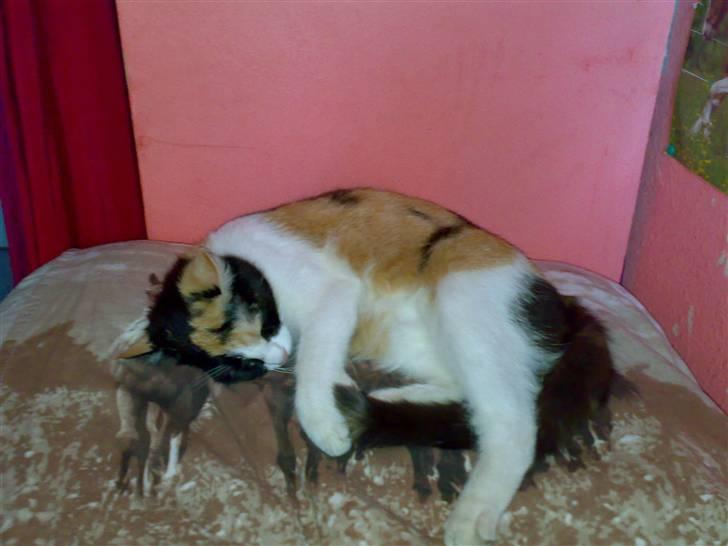 Blanding af racer Ac<3 - Ac ligger inde på mit værelse:) billede 3