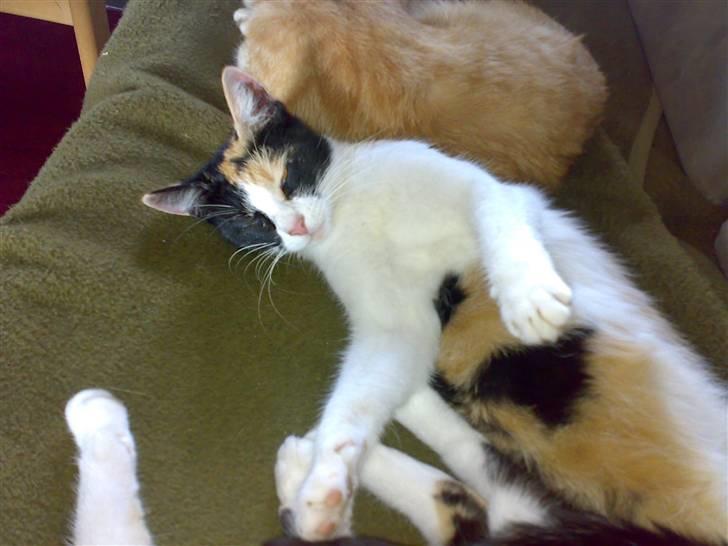 Blanding af racer Ac<3 - Min lille aloha kat:) billede 4