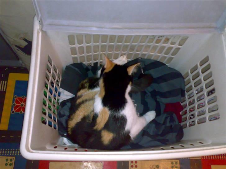 Blanding af racer Ac<3 - Ac var lige en tur i vasketøjs kurven<3 billede 5