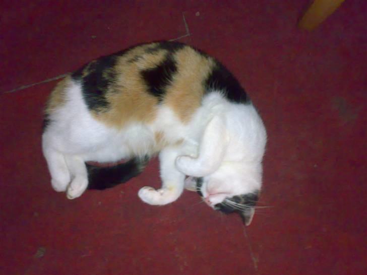 Blanding af racer Ac<3 - Elsker diiq:D billede 6