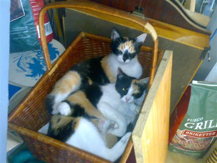 Blanding af racer Ac<3 - Ac med sin første killing:D øhh....Ja mini vil også gerne have en killing:D Så når Ac ikke var der, varmede Mini den:D billede 7