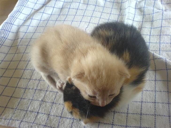 Blanding af racer Ac<3 - Ac og hendes lillebror Zep danner et hjerte:D Han er desværre død:(    <3 billede 8