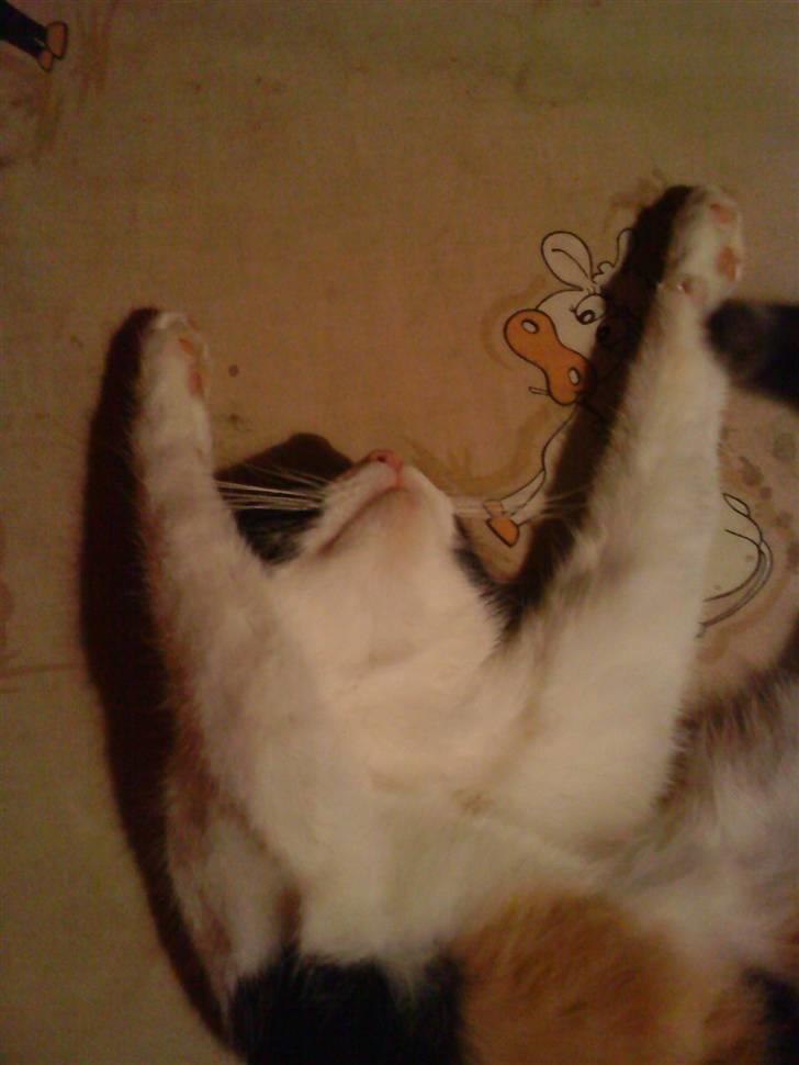 Blanding af racer Ac<3 - Hehe, hun ligger på de mest mærkelige måder:) billede 9