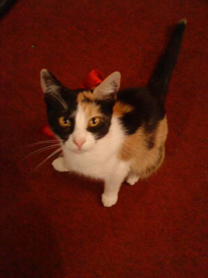 Blanding af racer Ac<3 - Ac med sløjfe:) billede 10