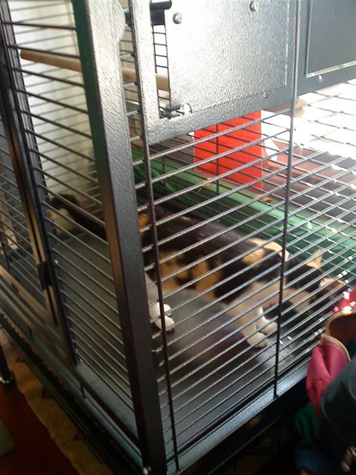 Blanding af racer Ac<3 - Ac en tur inde i vores papegøje bur:) billede 11