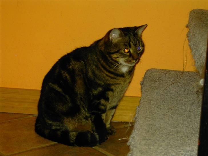 Huskat Kugle billede 3