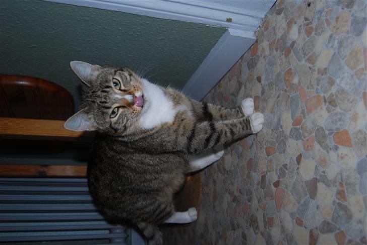 Huskat Renaissance billede 5