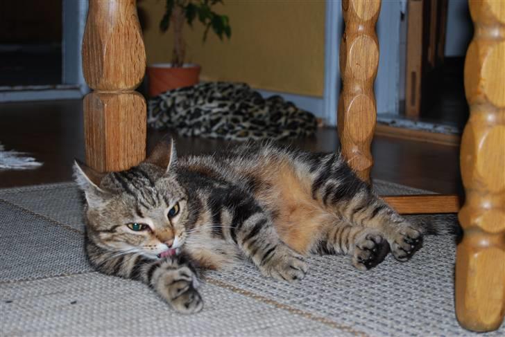 Huskat Sussi billede 3