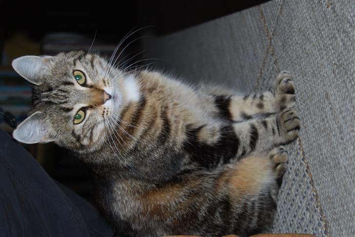 Huskat Sussi billede 4