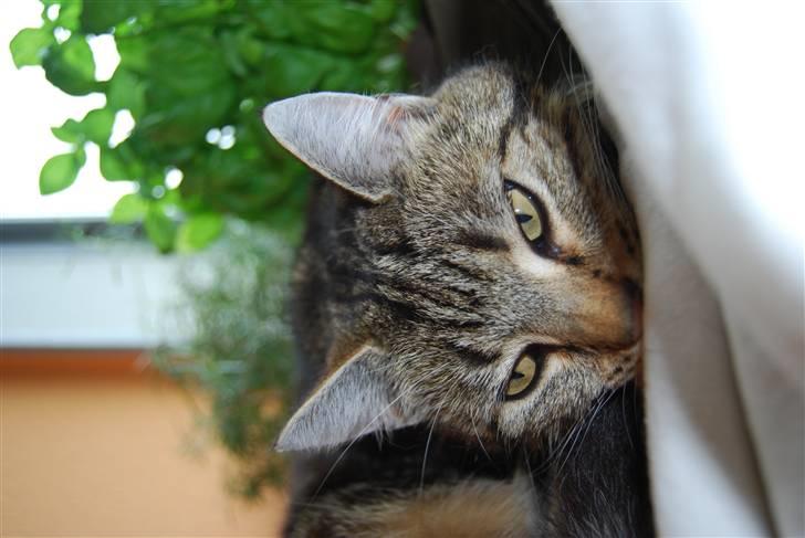 Huskat Sussi billede 5