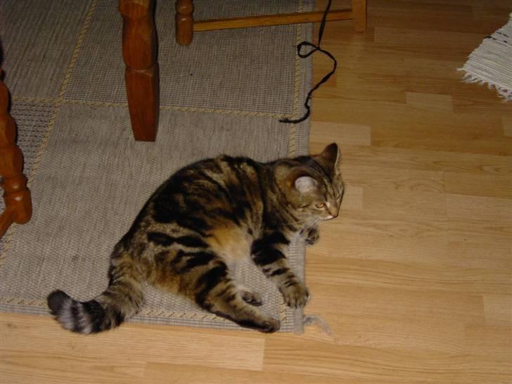 Huskat Sussi billede 6