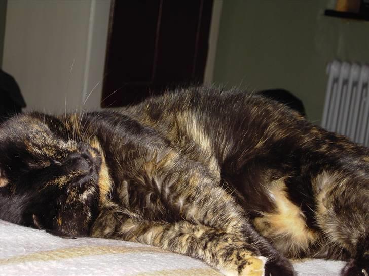 Huskat Bette Mus billede 8