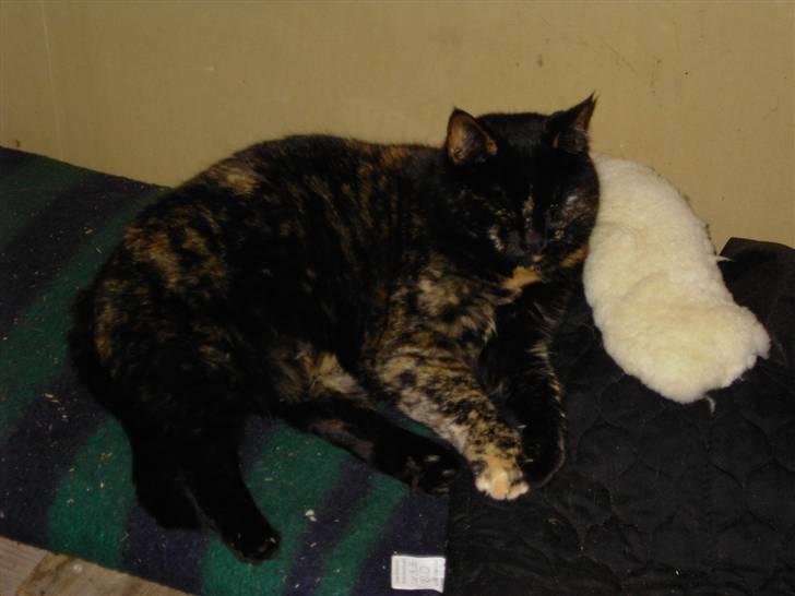 Huskat Bette Mus billede 9