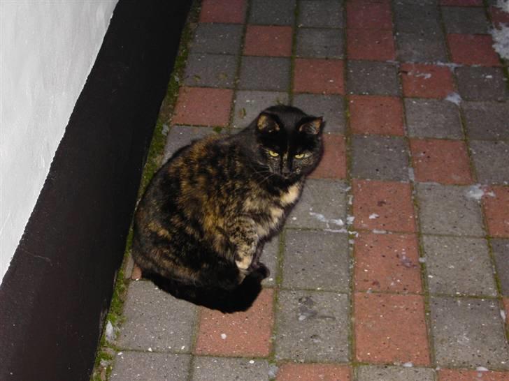 Huskat Bette Mus billede 10