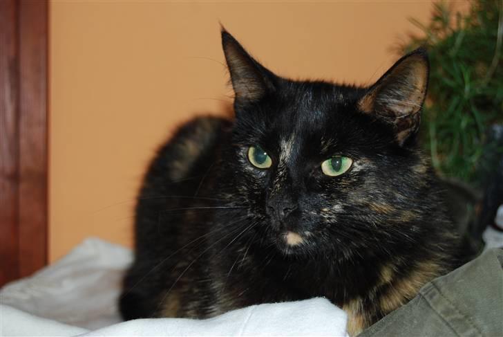 Huskat Bette Mus billede 11