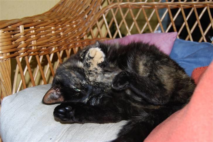 Huskat Bette Mus billede 12