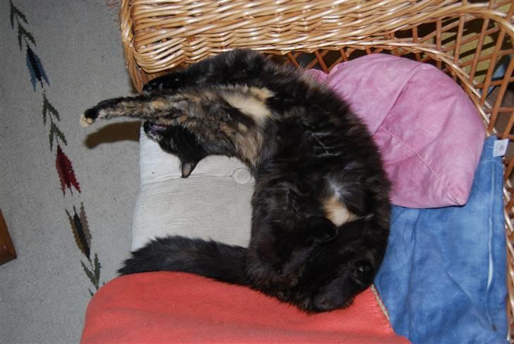 Huskat Bette Mus billede 13