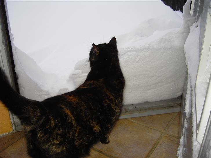 Huskat Bette Mus billede 14