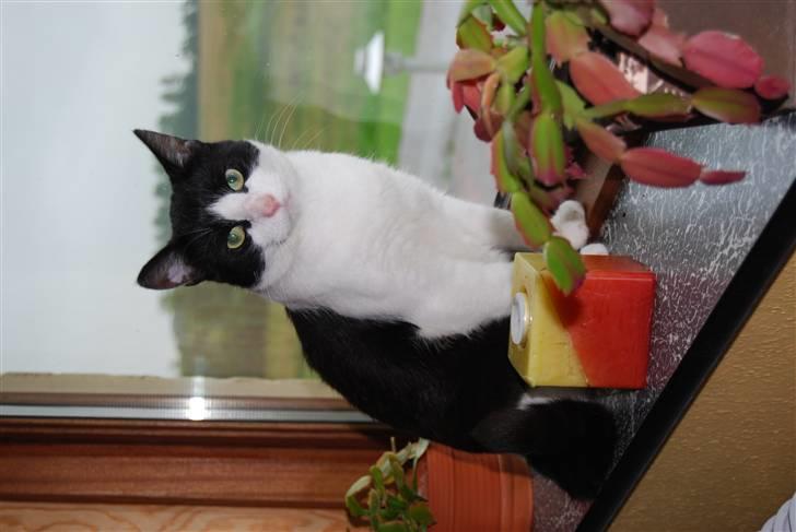 Huskat Killmousky billede 1