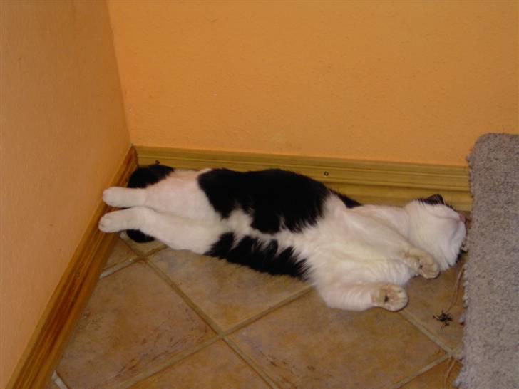 Huskat Killmousky billede 2