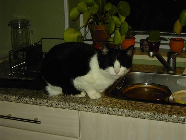 Huskat Killmousky billede 3