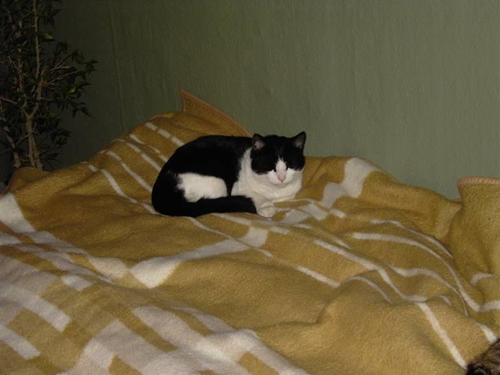 Huskat Killmousky billede 4