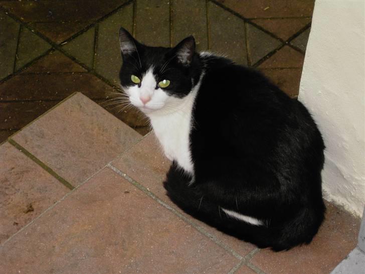 Huskat Killmousky billede 5