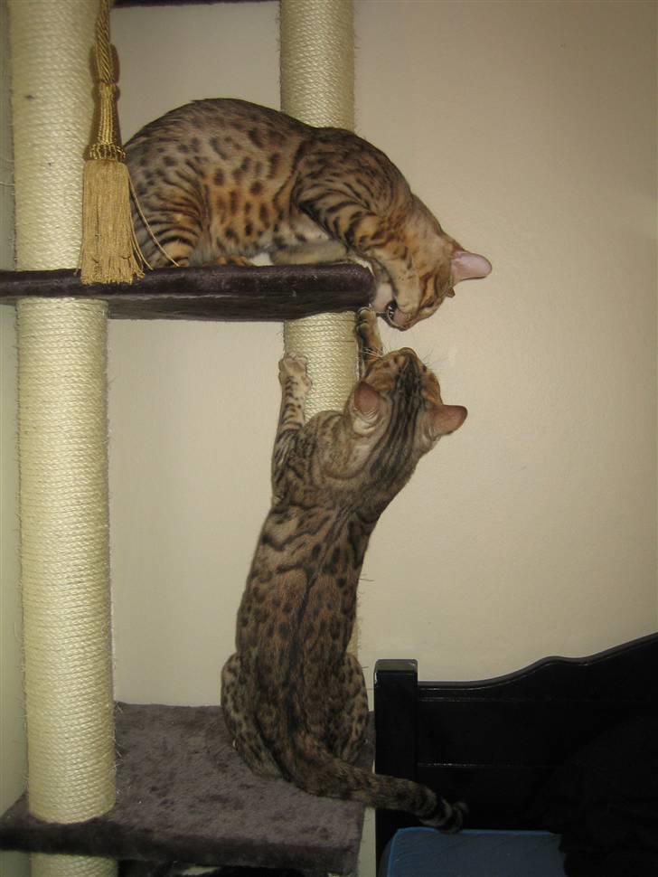 Bengal Ace of Spades RIP - Ace og Seven slås om den gode plads i krassetræet, men vist mest for sjov (Ace for neden) billede 9