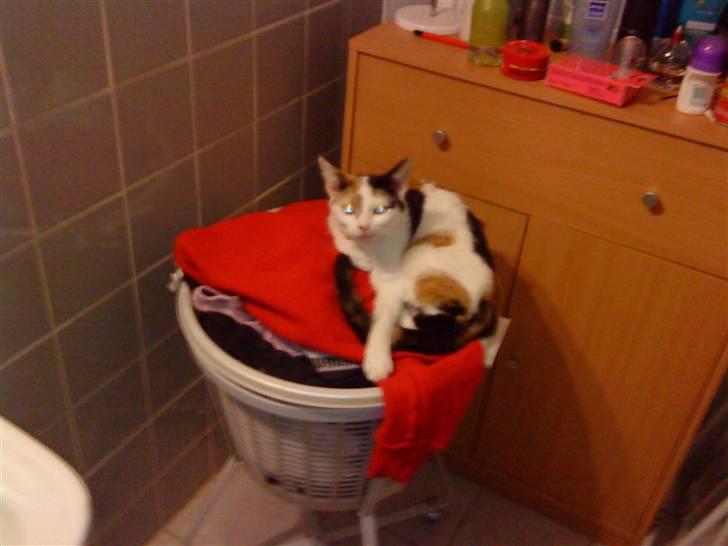 Huskat Mulle billede 8