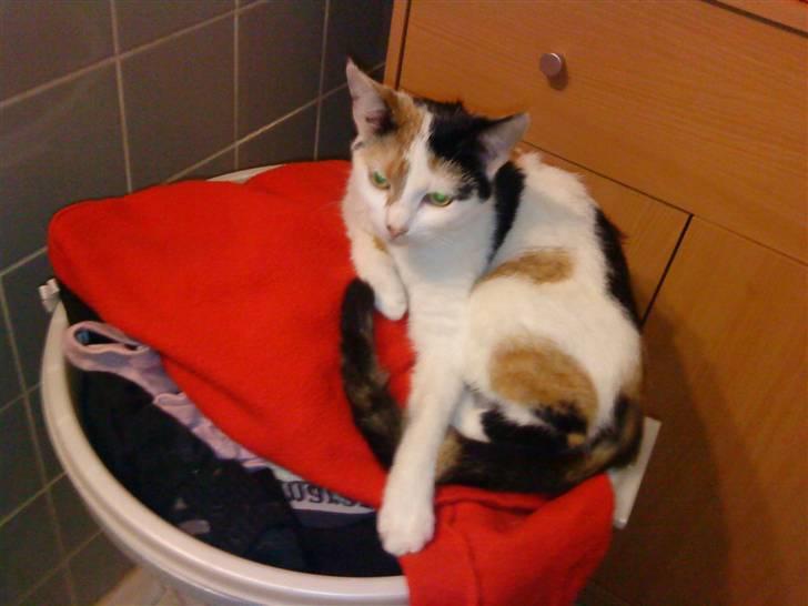 Huskat Mulle billede 9