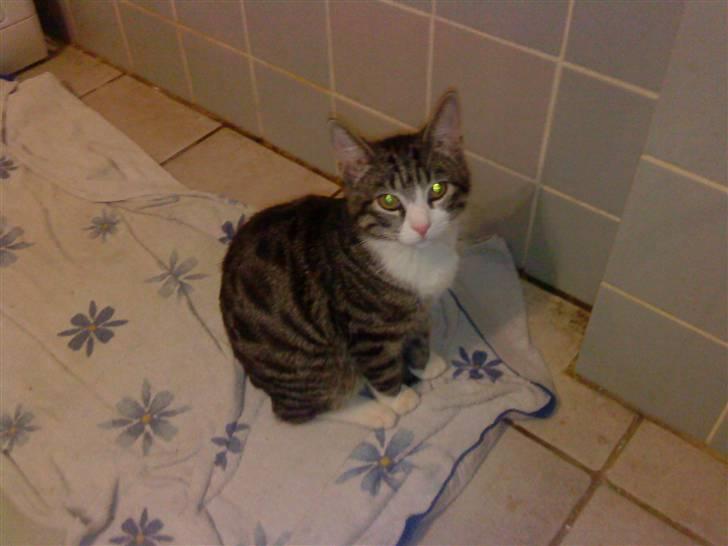 Blanding af racer Speedy billede 8