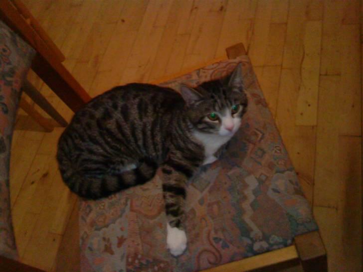 Blanding af racer Speedy billede 10