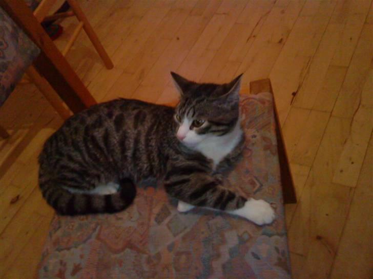 Blanding af racer Speedy billede 11