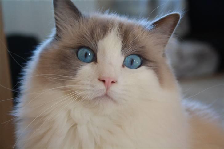 Ragdoll **  DK Wrensted Loui  ** billede 3