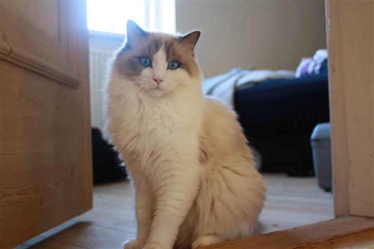 Ragdoll **  DK Wrensted Loui  ** billede 4