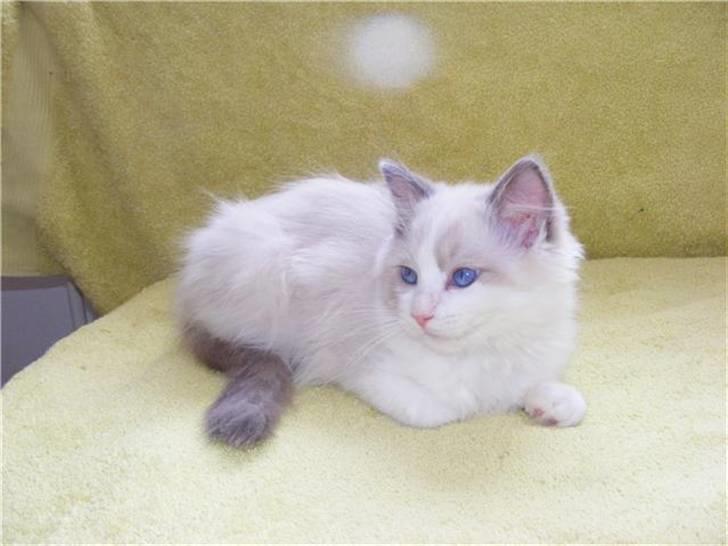 Ragdoll **  DK Wrensted Loui  ** billede 9
