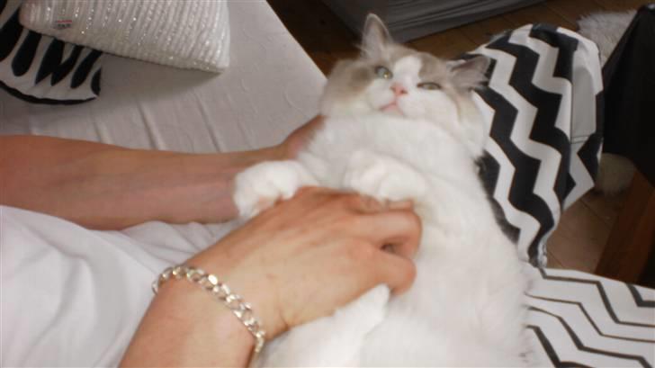 Ragdoll **  DK Wrensted Loui  ** billede 10