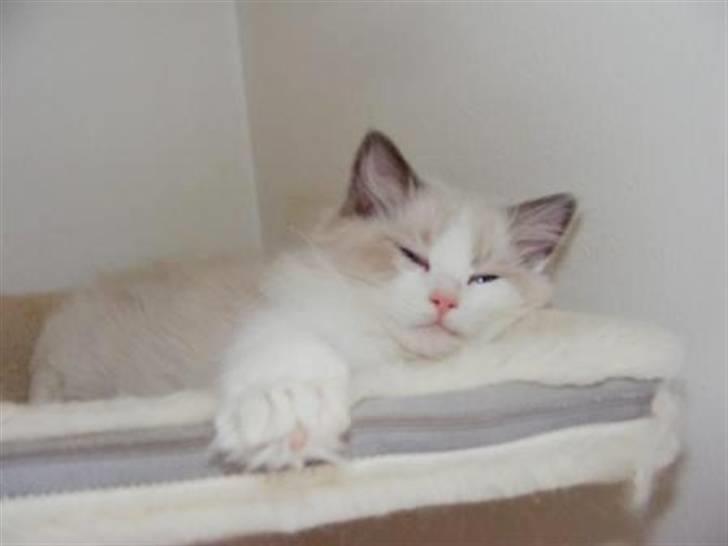 Ragdoll **  DK Wrensted Loui  ** billede 11