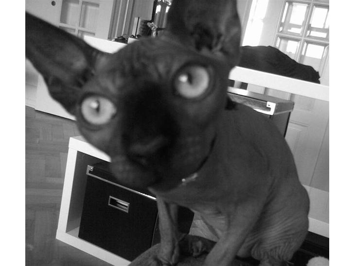 Sphynx Maggie billede 1