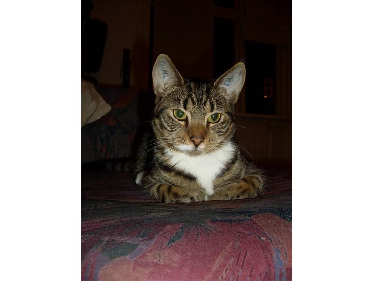 {{currentPhoto.altText}} billede {{currentPhoto.number}}