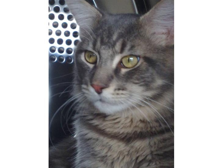 {{currentPhoto.altText}} billede {{currentPhoto.number}}