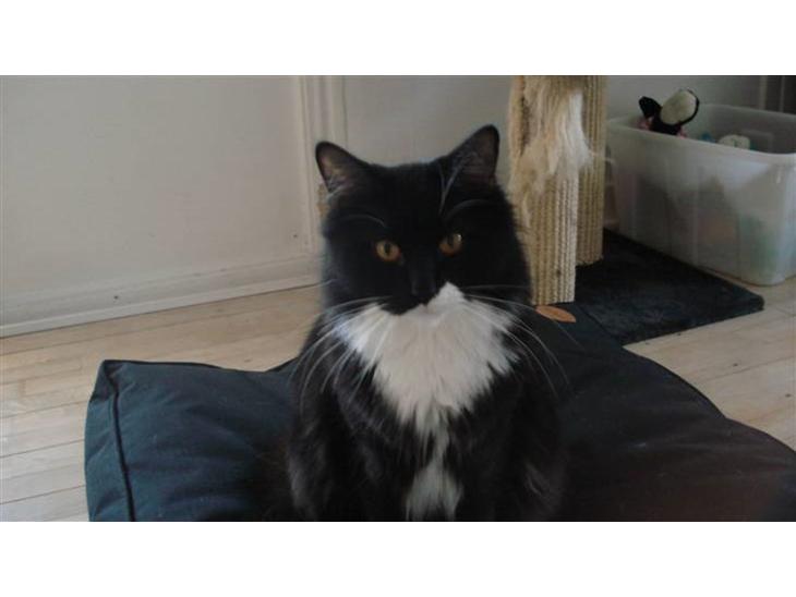 Maine Coon Phoebe billede 1