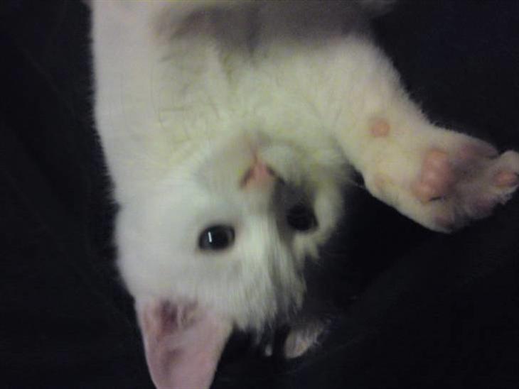 {{currentPhoto.altText}} billede {{currentPhoto.number}}