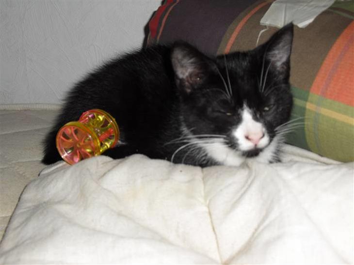 {{currentPhoto.altText}} billede {{currentPhoto.number}}