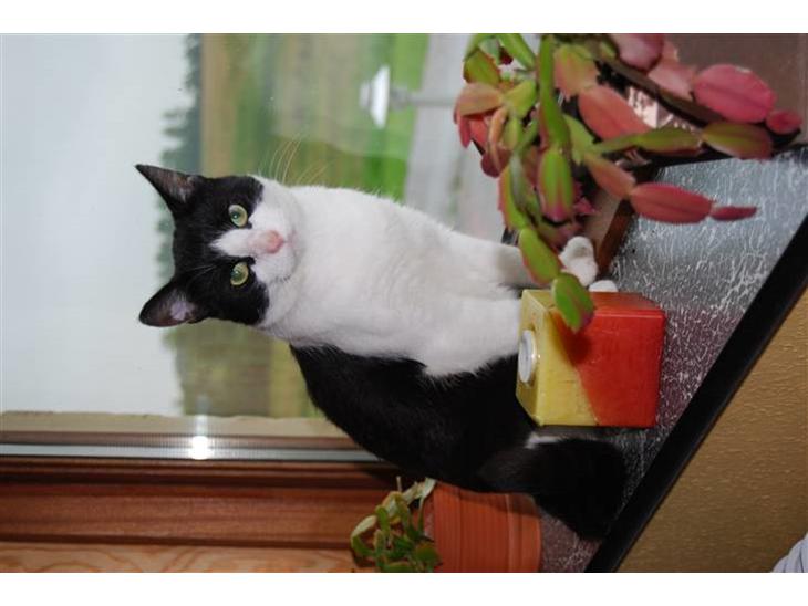 {{currentPhoto.altText}} billede {{currentPhoto.number}}